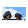 anaraine: (For the Birds) Two animated birds standing on a telephone wire, making funny expressions at each other as they chortle. ([pixar] crazy fun)