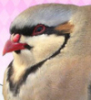 doctorfatbird: (Default)