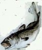 codswallopers: Image of a cod, based on a poster for Kepler codliver oil (Aghast codfish)
