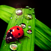 dancesontrains: A ladybird on a water spotted leaf (Dr. Ladybug)