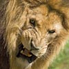 pat_le_lion: (tu cherches la m*rde)