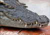 crocodile: (Default)