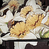 themeletor: photo of yellow-centered white daffodils (daffodils)