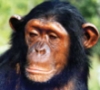 chimpan_a: (Default)