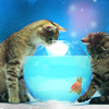 yvi: (Cats - fish bowl)
