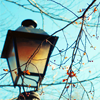 susan_voight: lantern against blue sky and tree branches (Default)