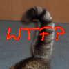 twotone: Chester the tabby-cat fluffs up her tail in alarm and curls it into a question mark, as if to say "WTF?" (Chester: wtf)