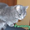 twotone: Tammy the grey tabby-cat crouches nervously. (Tammy: scared)