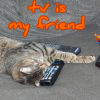 twotone: Pan the tabby-cat lounges on a couch, embracing a television remote. (Pan: tv is my friend)