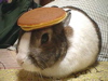 steorra: Rabbit with a pancake on its head (random weirdness)
