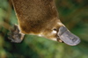 steorra: Platypus (platypus)