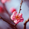 solosundance: (blossom)
