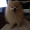 pom_the_prat: (my papers!)