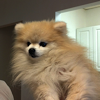 pom_the_prat: (unimpressed)