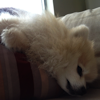 pom_the_prat: (pooped)