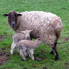 cruisedirector: (baaaa)