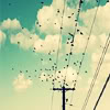icepixie: ([Other] Birds on a wire)