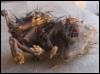 fred_mouse: Mummified mouse (dead)