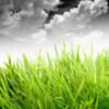 go_dog_go: Bright green grass with greyscale clouds in background (stillness)
