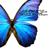 meredith44: Blue Buttefly close up with tiny text (blue with tiny text)