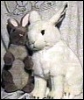 bunny_plush: (bunnys)