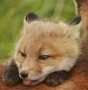 fox_the_kitsune: (Blegh)