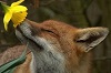 fox_the_kitsune: (Sniff)