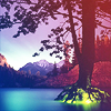 lastdance: (treelight)