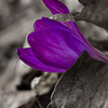 stripped: (pic-crocuses)