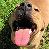 raze: a grinning dog (smile)