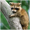 nevermore: (raccon)