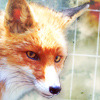 snow: Picture of a fox looking at you. (follow me)