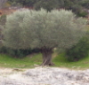 derniersoleil: An olive tree (Default)