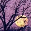 raveninthewind: eerie moon and sky (Tree Full Moon)