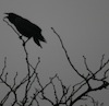 jenlev: (raven - tree - my photo.)
