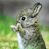 painandlight: (bunny)