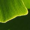 light_of_summer: (gingko abstract)