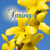 maewyn: yellow flowers against a blue background; text: "Spring" (seasonal: spring)