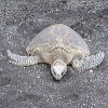 ilyena_sylph: loggerhead turtle on a black sand beach (Photos: turtle)