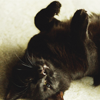 sokillme: (*CAT » scratch my belly you peon)