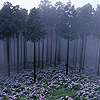 winterbird: (calm - flower forest)
