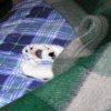 crescentdreams: Domino, sleeping, under the upper most cover of the bed, only front paws visible. (paws)