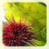 meghanc: purple-red sea urchin, green plants (Default)