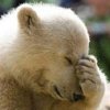 crazyscot: A polar bear doing a facepalm (facepalm)