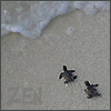 bettina: (turtles zen (saba))