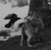 ze_evi: Loup-corbeau (Loup-corbeau)