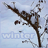 bettina: (seasons - winter)