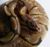 spiderwoman: (snake)