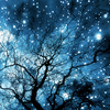 sprat: stars through tree branches (stars)
