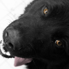 alwaysimpure: (Padfoot)